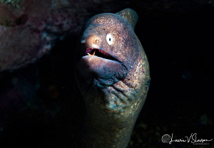 White-eyed moray eel/Photographed with a Canon 60 mm macr... by Laurie Slawson 